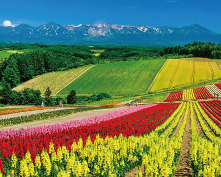 夏樂北海道６日